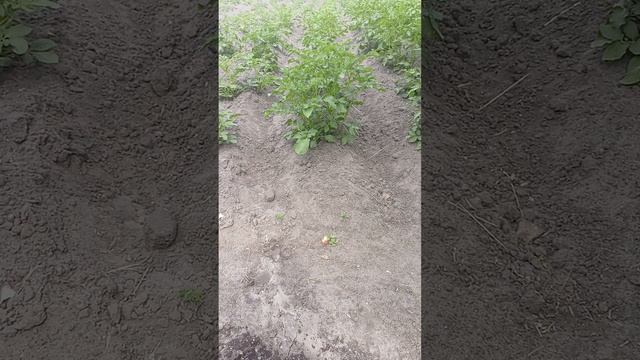 Огород в деревне 2
