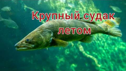 КАК ловить СУДАКА летом? ЛОВЛЯ СУДАКА летом. КАК поймать СУДАКА на СПИННИНГ и на ЖИВЦА?