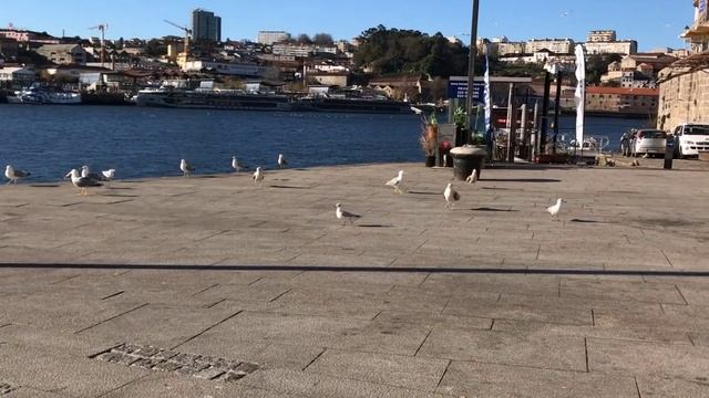Чайки на набережной города Порту (серия путешествуем по Европе). №15 (8)