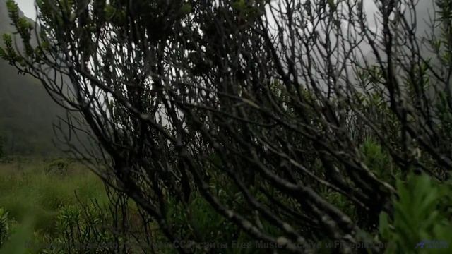 Музыка несёт сквозь леса, реки и закаты без остановки - anxious darlin -- Tinmouth -- Surprise time