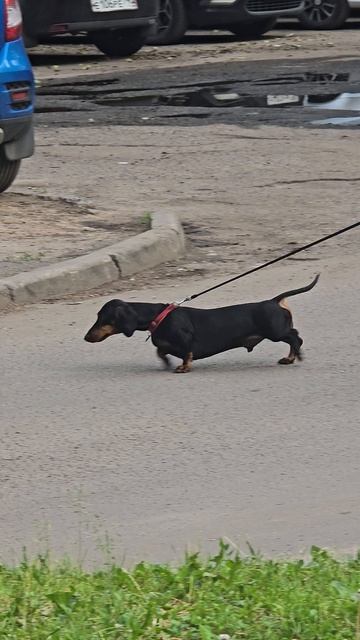 #собачка #балашиза #reels #short #margo #shorts #dog #dogs #doglife #dogshort #happy #funny #joy #ai