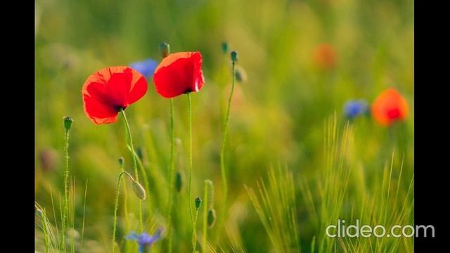 clideo_editor_e0686fc346124c9da3b6885d79afac69
