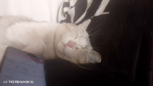 мой кот фунтик