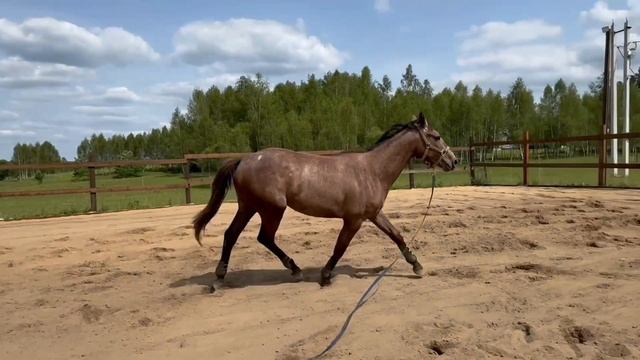 Спортивная кобылка 2023 г.р. На продажу.