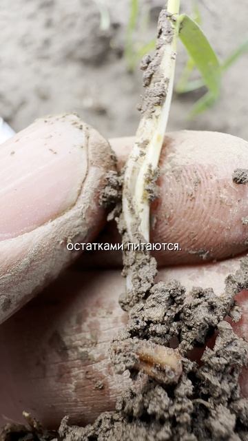 Кто уничтожил всходы пшеницы. Часть 1 #вредители #озимаяпшеница #агроном #сельскоехозяйство