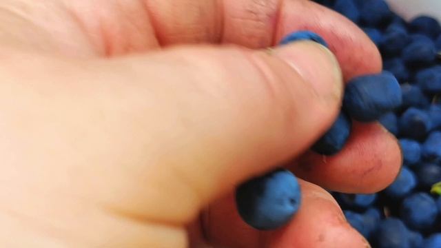 За хариусом на Кулу. часть 4: мы едим голубику, а комары едят нас.