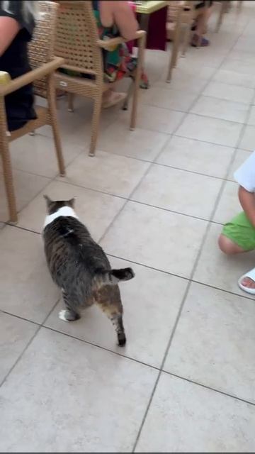 Жирный котяра. Ой то есть смачный котяра.