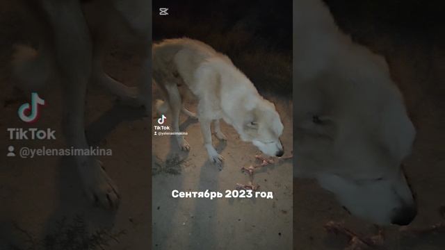 Спасённый алабай Лорд. ДО и ПОСЛЕ