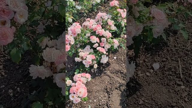Обзор ПОПУРРИ 🌹🌹🌹