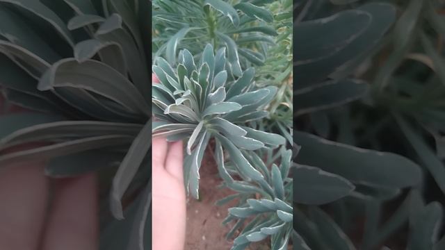 Молочай Glacier Blue