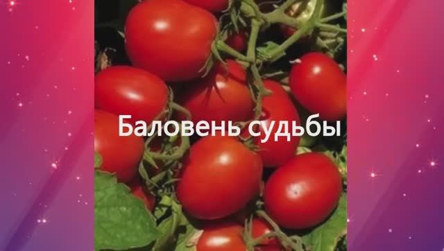 Раннеспелые сорта томатов. г. Киров
