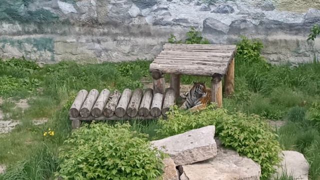 В Зоопарке 🐯🦙🐫