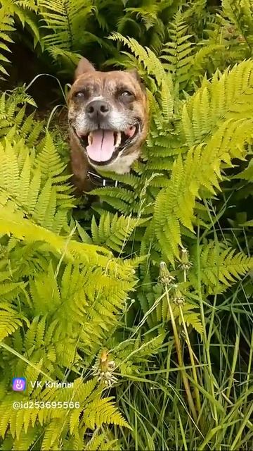 Дикие собаеи #МэниГуля #босерон_питбуль #прогулка