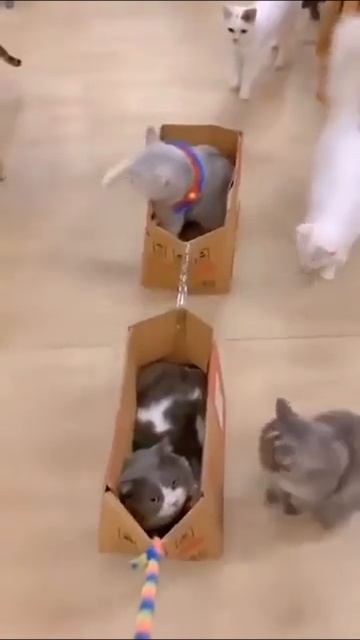 Наш TG https://t.me/liveofcats