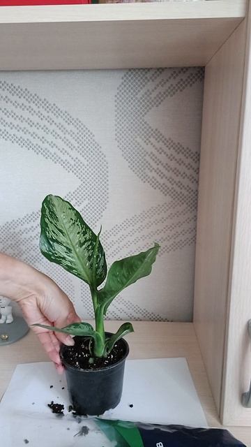 Купила себе цветок🌿