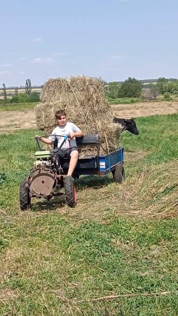 соседские пацаны помогают нам на сенокосе. Захар и Никита - спасибо!