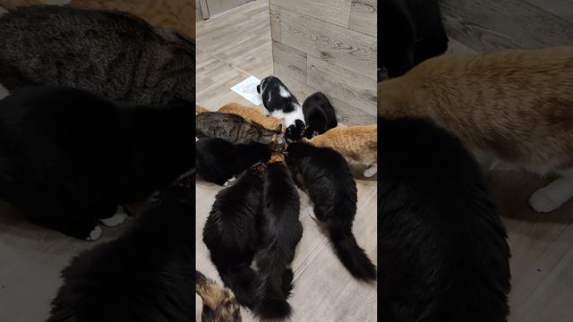 НАМ НЕЧЕГО КУШАТЬ 😿
МЫ НА ГРАНИ
🙏🙏🙏

89114334051
Сбер / Тинькофф
🆘🆘🆘