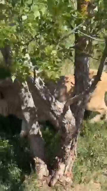 Юнцы РЫЧАТ как трактор Парк львов Тайган #тайган #львы