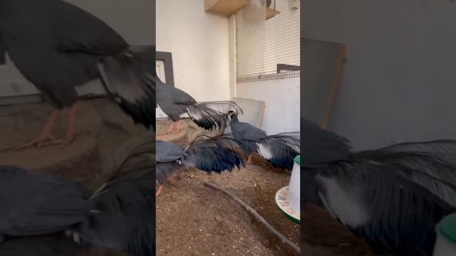 Синий ушастый Фазан ПРОДАЁТСЯ
