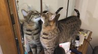 Кошка пытается попасть в зеркало