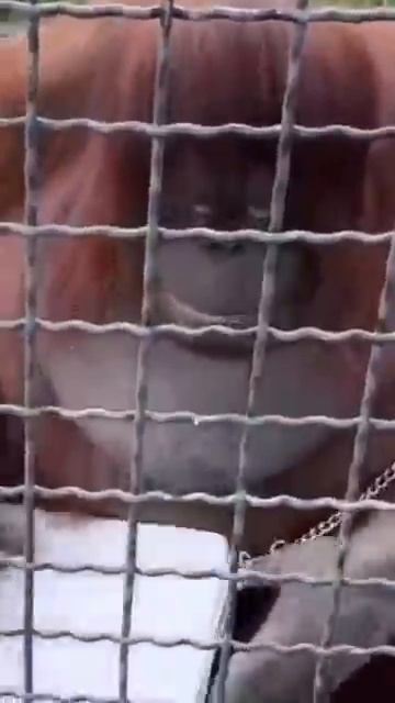 У Даны теперь огромная территория Парк львов Тайган #тайган