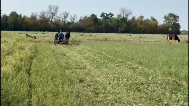 Видео 2