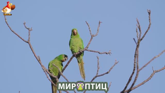 Мир птиц – красота и грация пернатых созданий Природы 🦩🦚🦜 Выпуск (209) 🦉🐦🐤