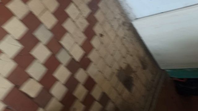 мои питомцы!