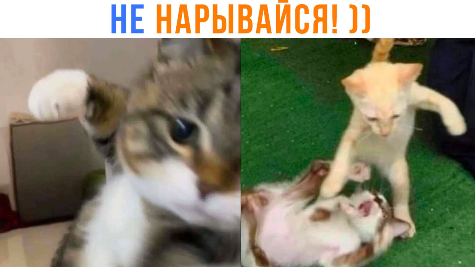 НЕ НАРЫВАЙСЯ НА КОТА! ))) Приколы с котами | Мемозг 1619