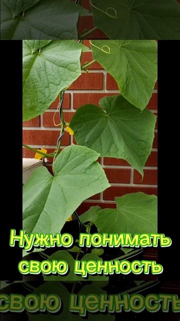 нужно понимать свою ценность #мотивацияивдохновение #цитатыпрожизнь #мотивациянауспех #цитаты #жизнь