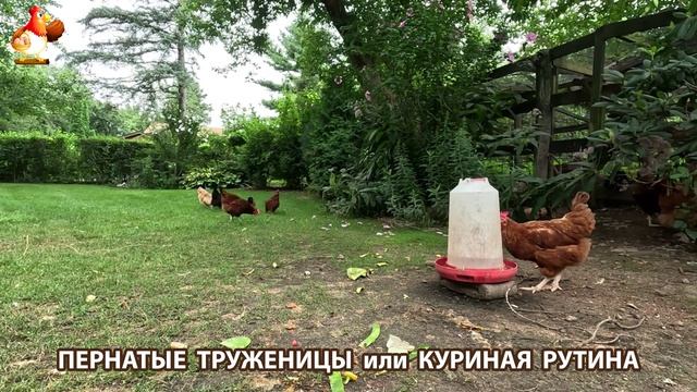 Куры несушки свободного выгула и их обычная куриная рутина – эпизод (444)