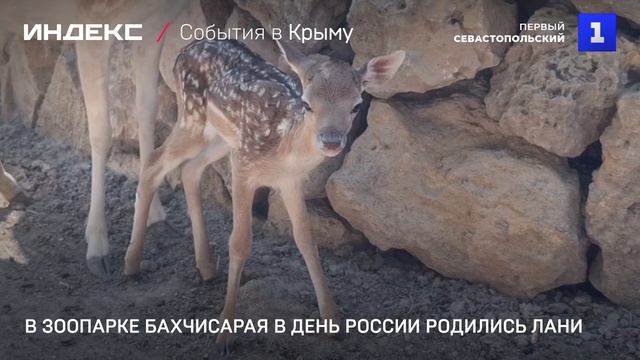 В зоопарке Бахчисарая в День России родились лани