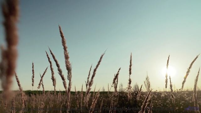 Пейзажи качают сердце как танец на ветру - Point-Pleasant-inst -- Shaolin Dub -- Macro Micro
