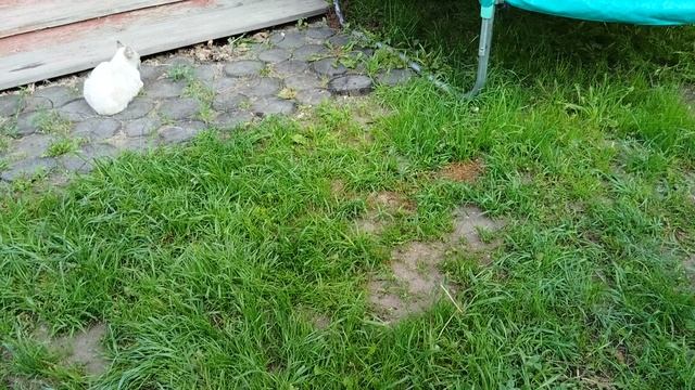 VID_20250614_064220.mp4