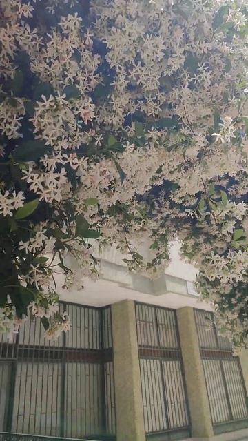 Дуру в действии #garden #flowers #природа #plants #весна #весна