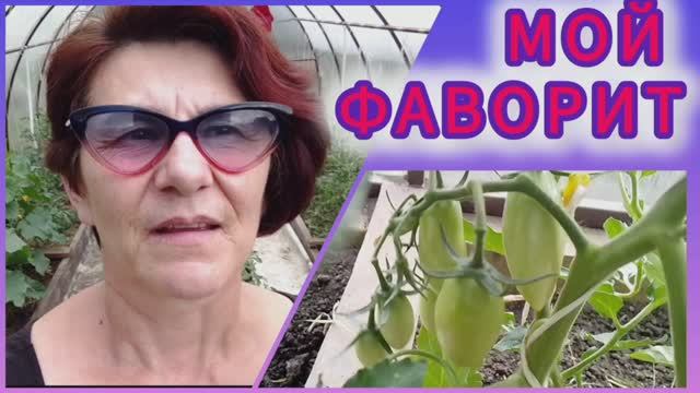 Низкорослые помидоры! Фаворит моей теплицы! 🍅