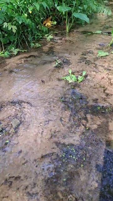 Ручей в лесу после сильного ливня. 🌧️
