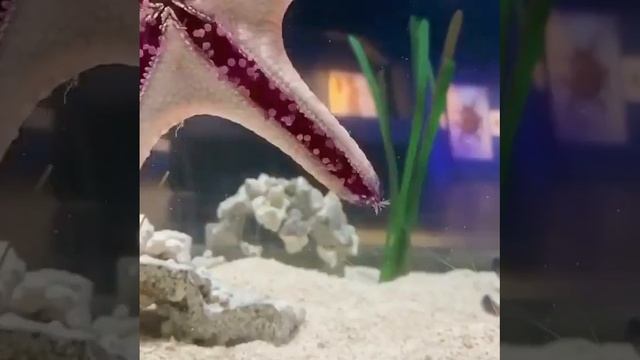 Вот так мило ходит морская звезда