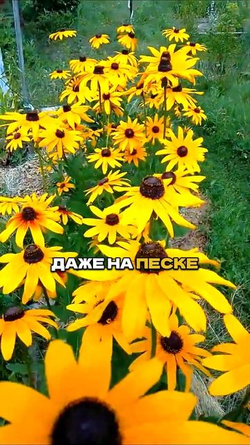 Посадил и Забыл: Цветут До Осени и Без Полива!🌺