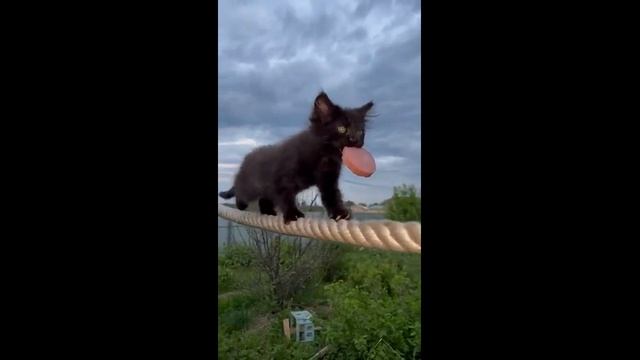 Котёнок учится носить в зубах добычу - 2023 год