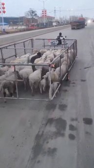🐏 Процесс транспортировки большого количества скота