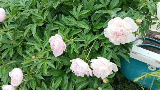 Распустилась пионы🌺От дождя склонили голову.