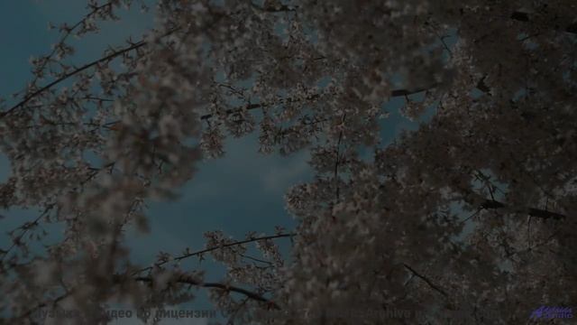 Невозможно отвести взгляд под такую музыку и виды - Sea Cave -- Vulpiano Records Artists -- Sampler