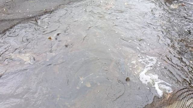 Зарыбление карпа,карповая рыбалка РК "Фишка" Петряиха