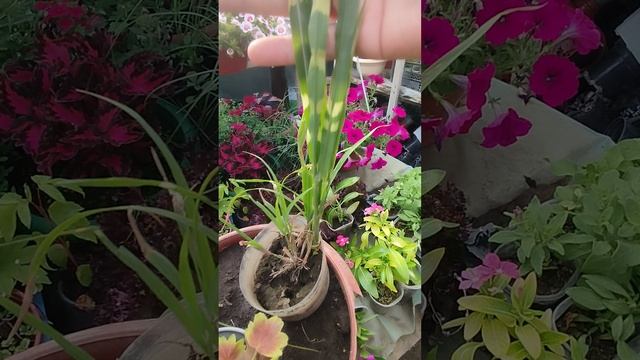 Новенькие с местного рынка: ситник, мискантус, пеларгония.