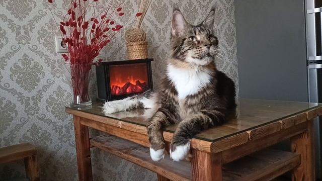 Вечерний Релакс Лорди🦁👑 🔥