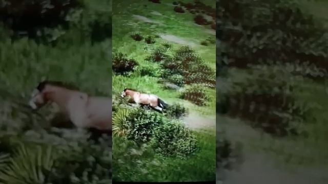 Ягуары гонятся за Конём😳