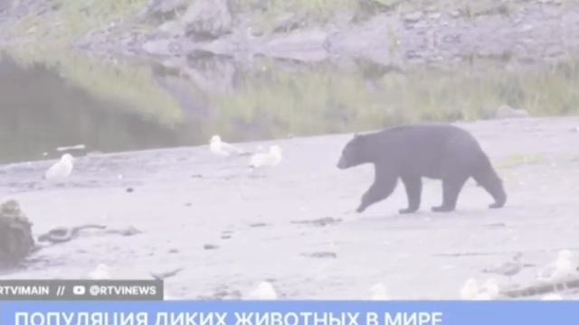 200 лямов Животных Священных в день убивается в Яви Треа