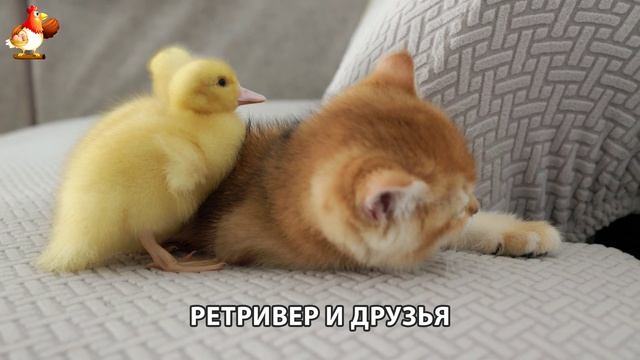 Золотистый ретривер и его друзья милые питомцы 🐕 выпуск (93)
