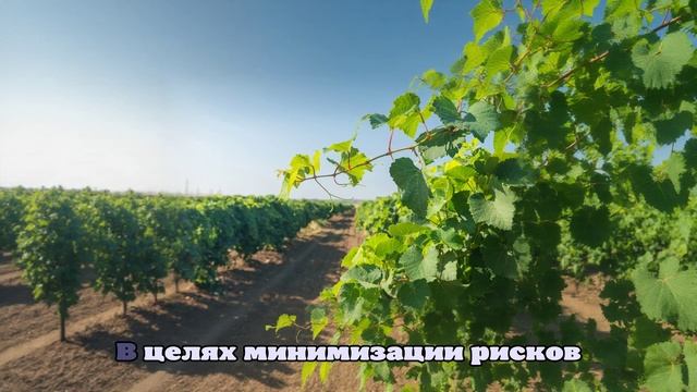 Североамериканская цикадка обнаружена в Германии